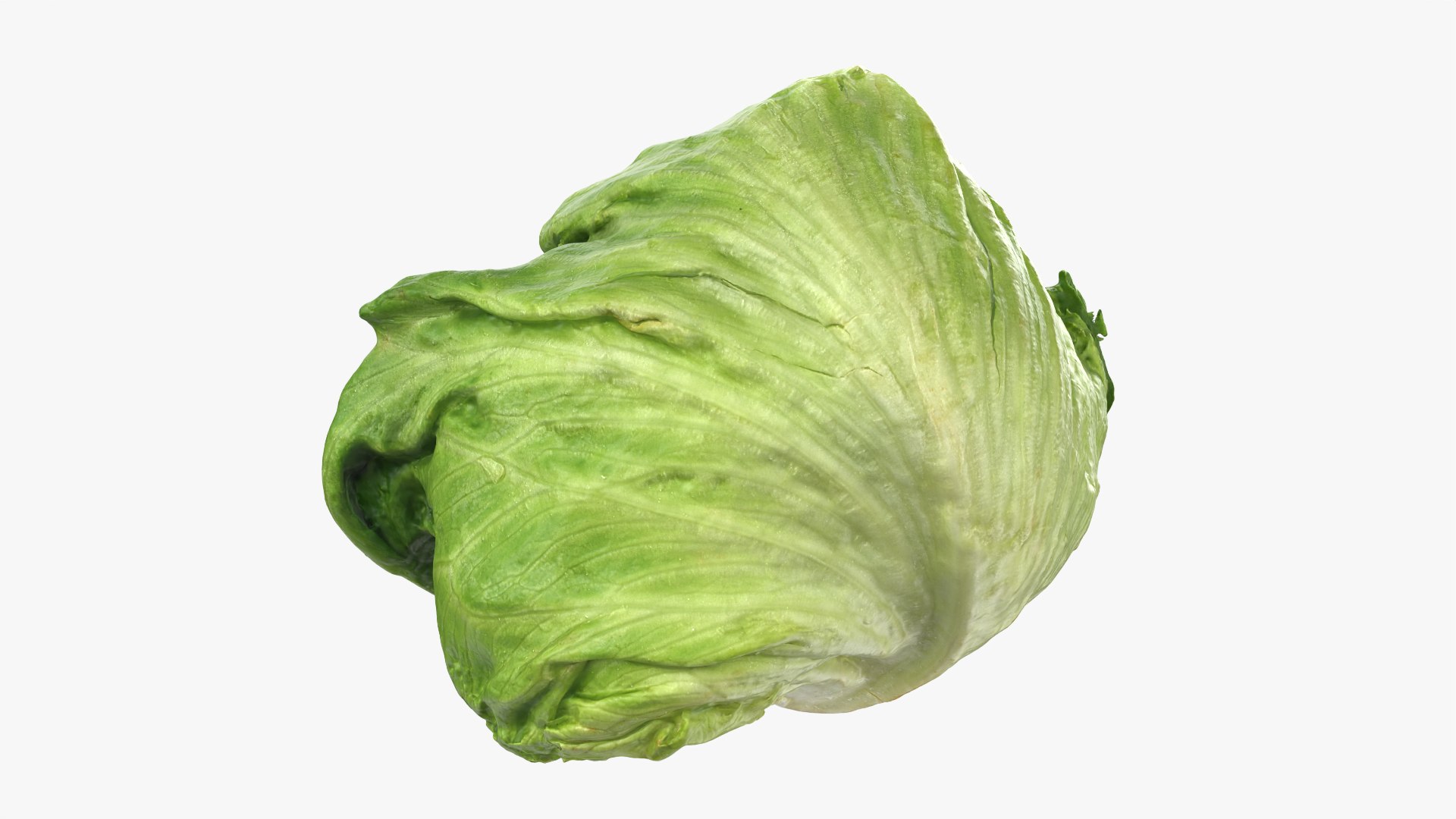 Iceberg Lettuce model https://p.turbosquid.com/ts-thumb/KF/8UjqtC/r4/iceberglettuce_0011/png/1768822110/1920x1080/fit_q87/c37784020ad1c4fd13305ac3aec590330fbe2c67/iceberglettuce_0011.jpg