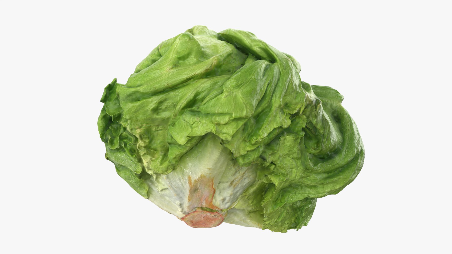 Iceberg Lettuce model https://p.turbosquid.com/ts-thumb/KF/8UjqtC/yC/iceberglettuce_0003/png/1768822084/1920x1080/fit_q87/b3b397bd90342e92cb895aff109e1f2804b13770/iceberglettuce_0003.jpg