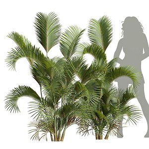 3D New Plant High detail Chrysalidocarpus Lutescens Small