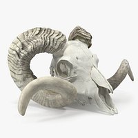 Animal Ram Skull with Nose Bone