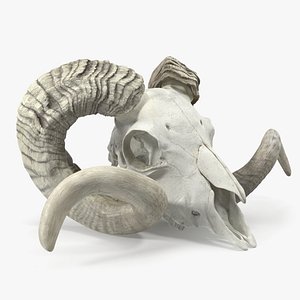 Animal Ram Skull with Nose Bone