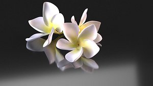 3D plumeria flowering tree model