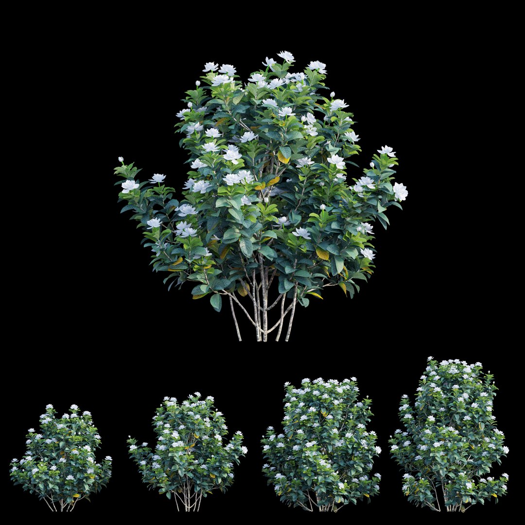 gardenia angustifolia plant 06 3D model https://p.turbosquid.com/ts-thumb/KF/KgLMUL/61TeYx5i/view03/jpg/1597127055/1920x1080/fit_q87/d22b3420fec40adc2854cc07397b1a3cc1844254/view03.jpg