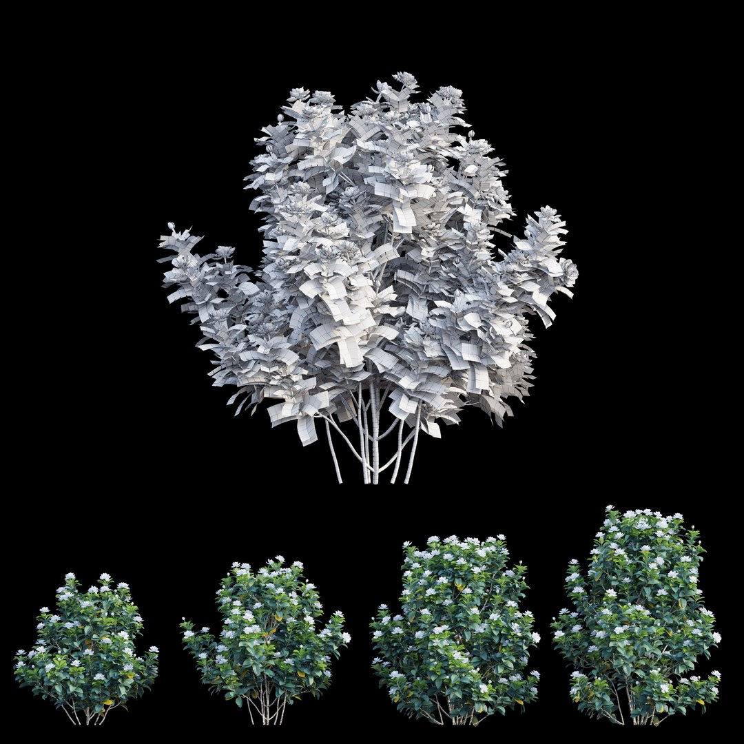 gardenia angustifolia plant 06 3D model https://p.turbosquid.com/ts-thumb/KF/KgLMUL/9vpFMSMf/view05/jpg/1597127056/1920x1080/fit_q87/cd79b19219b7ef150e735963e90d27596a5fa990/view05.jpg