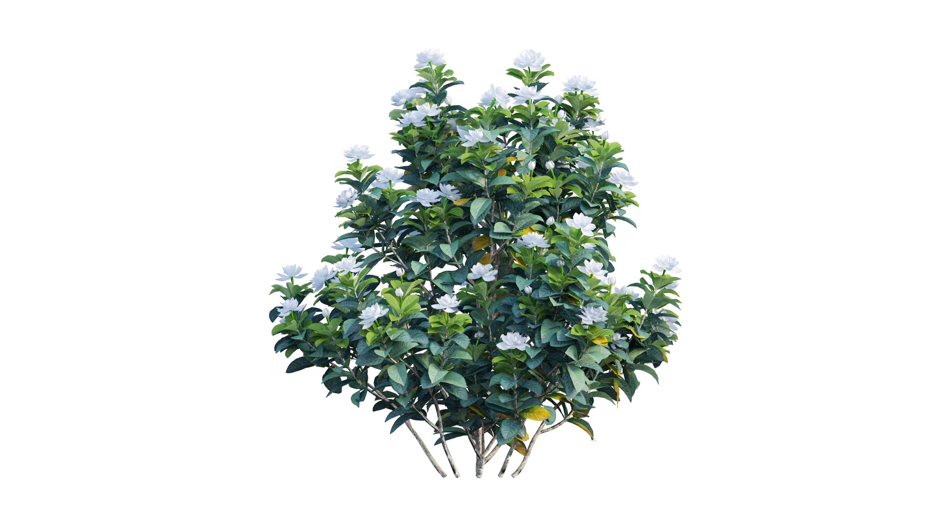 gardenia angustifolia plant 06 3D model https://p.turbosquid.com/ts-thumb/KF/KgLMUL/EO3KBF45/7_interactivelightmix/png/1597127104/1920x1080/fit_q87/d95f636304a821ade9d1e7daa0cc65b7c6a98351/7_interactivelightmix.jpg