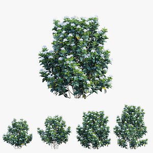 gardenia angustifolia plant 06 3D model