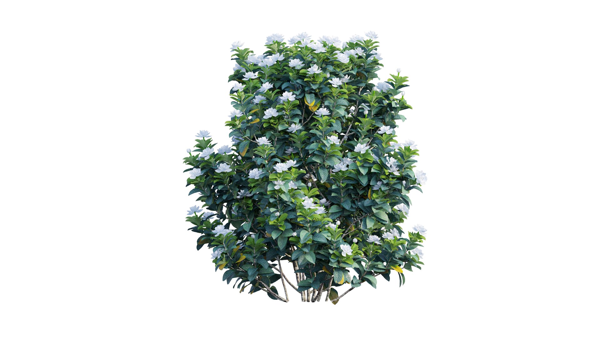 gardenia angustifolia plant 06 3D model https://p.turbosquid.com/ts-thumb/KF/KgLMUL/I2724SIM/4_interactivelightmix/png/1597127104/1920x1080/fit_q87/0a68d1f8f17ba973af3e6f3c22421e9e906d5ef4/4_interactivelightmix.jpg