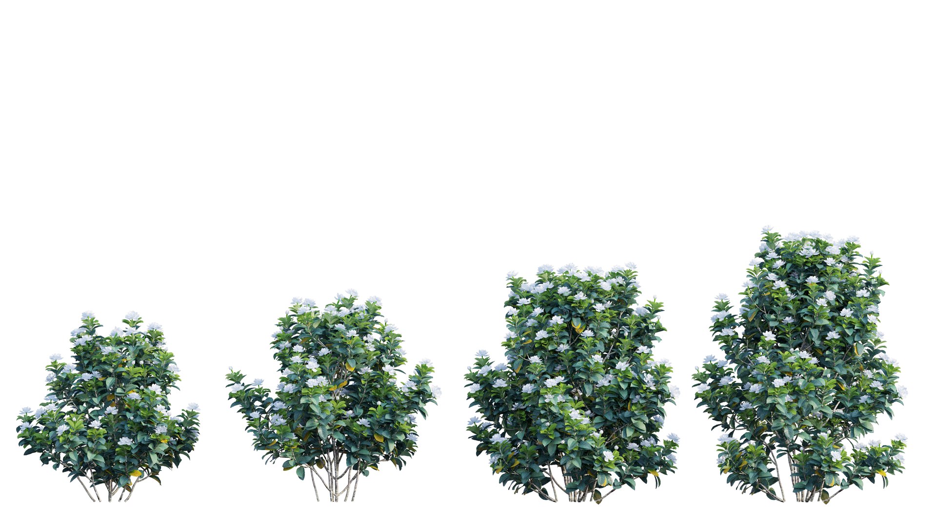 gardenia angustifolia plant 06 3D model https://p.turbosquid.com/ts-thumb/KF/KgLMUL/K8uJoDcX/2_interactivelightmix/png/1597127102/1920x1080/fit_q87/c68e01e875e6e201aa54c38b56b9ee5b8890706a/2_interactivelightmix.jpg