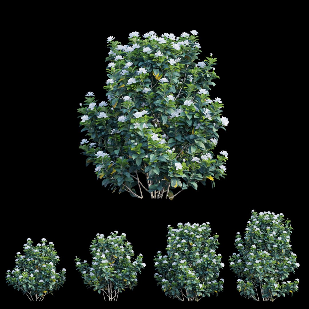 gardenia angustifolia plant 06 3D model https://p.turbosquid.com/ts-thumb/KF/KgLMUL/W5PEYKKu/view02/jpg/1597127056/1920x1080/fit_q87/0e55efabf93e4ded2cb7e1e34d527cd6b24c368a/view02.jpg