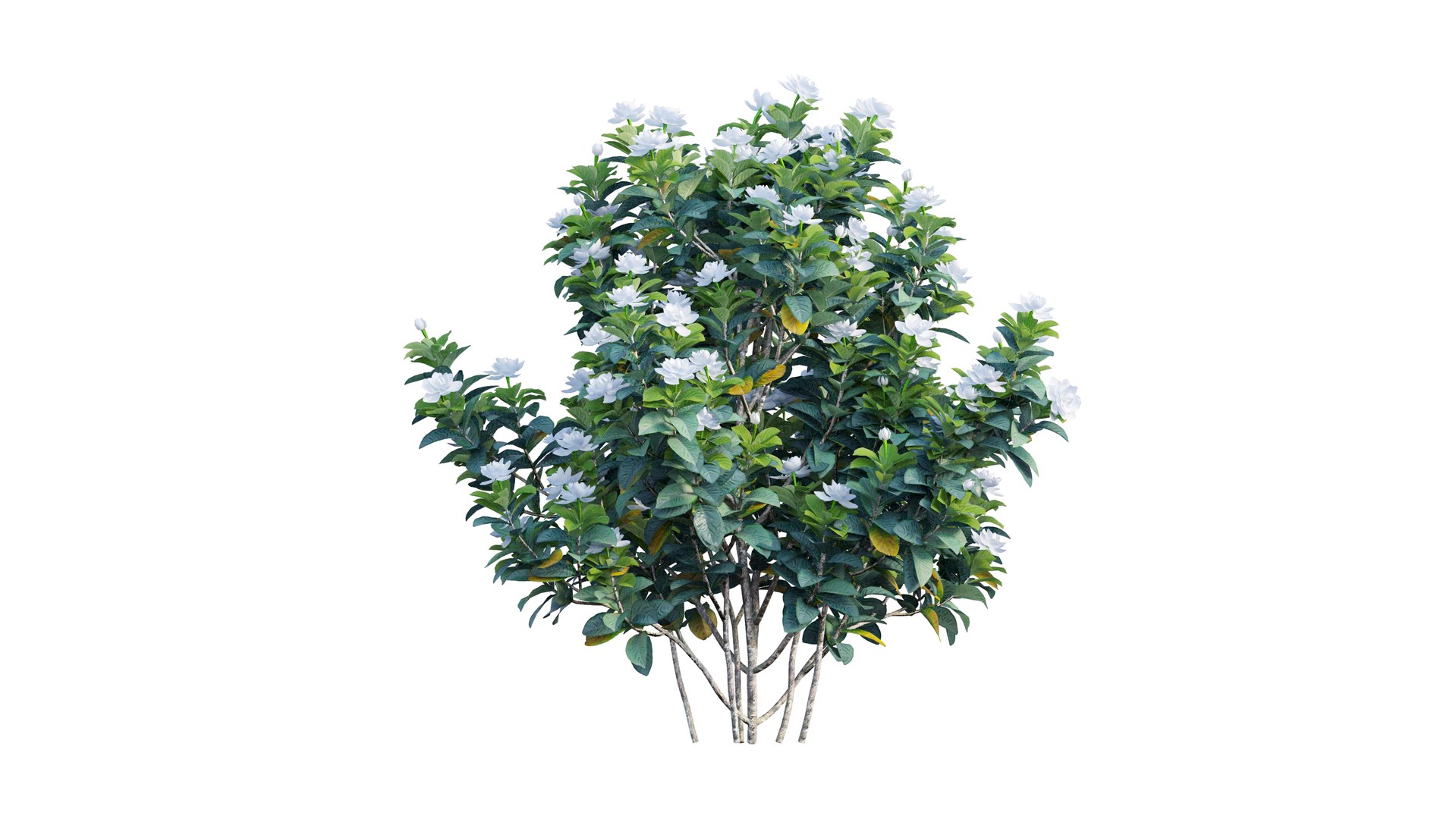 gardenia angustifolia plant 06 3D model https://p.turbosquid.com/ts-thumb/KF/KgLMUL/op3A7hip/5_interactivelightmix/png/1597127103/1920x1080/fit_q87/da19a35662c049cf1fe07a07fbb9afcc4d70c2bf/5_interactivelightmix.jpg