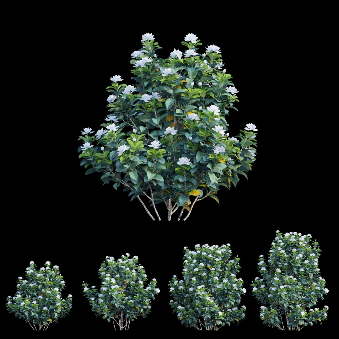 gardenia angustifolia plant 06 3D model https://p.turbosquid.com/ts-thumb/KF/KgLMUL/weBFFbzl/view06/jpg/1597127057/1920x1080/fit_q87/c72bb8ee6588bc1290eadfc15148beedb52f81cb/view06.jpg