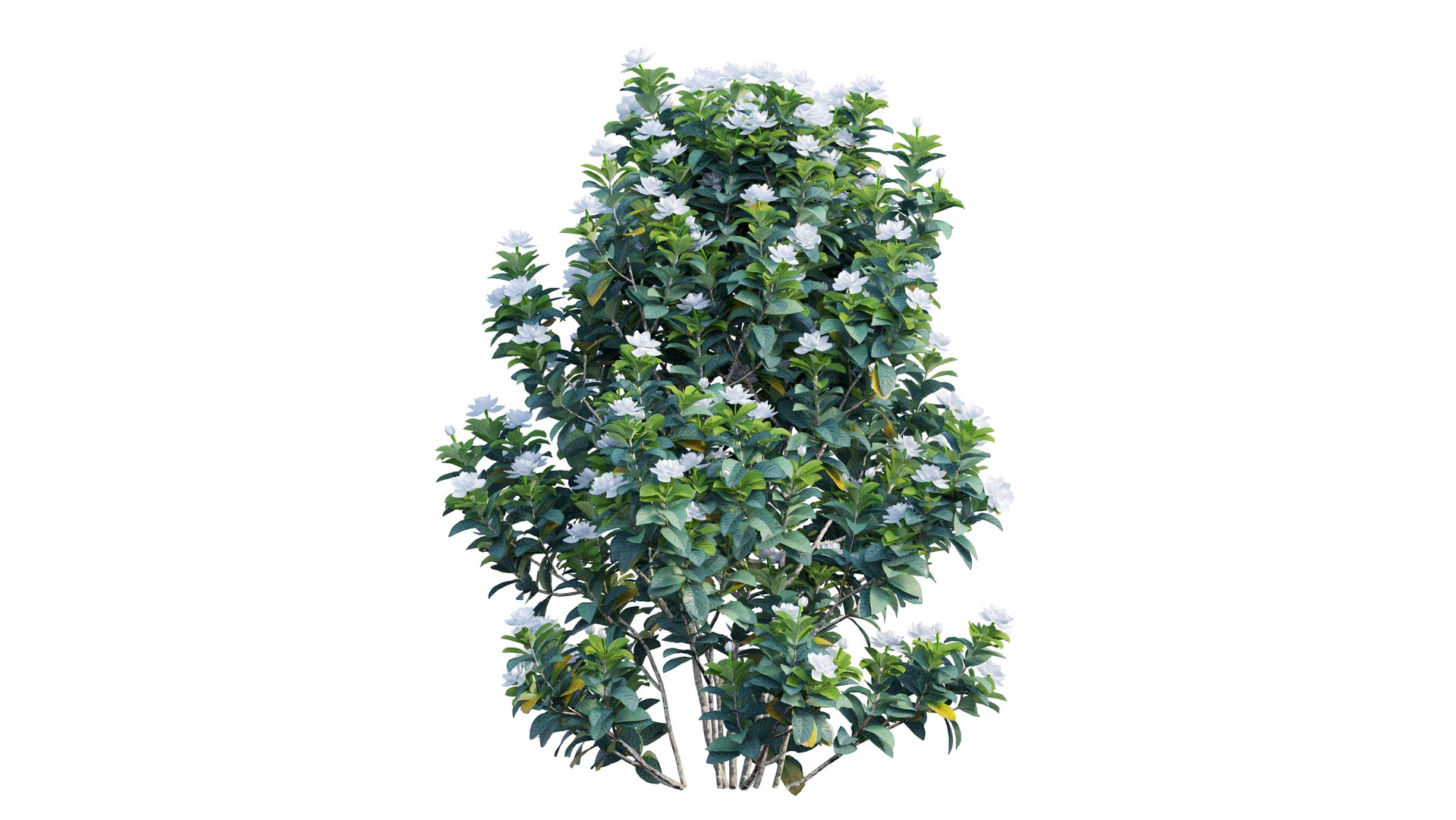 gardenia angustifolia plant 06 3D model https://p.turbosquid.com/ts-thumb/KF/KgLMUL/yOw4QBGf/3_interactivelightmix/png/1597127103/1920x1080/fit_q87/72bec644f8be28c168ac6aaaf2ee8d6d7c7acb6c/3_interactivelightmix.jpg