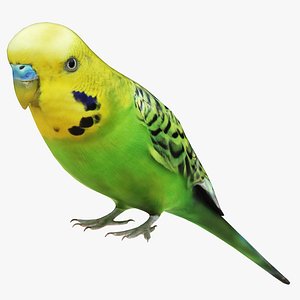 Budgie Green 3D model