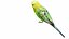 Budgie Green
