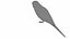 Budgie Green