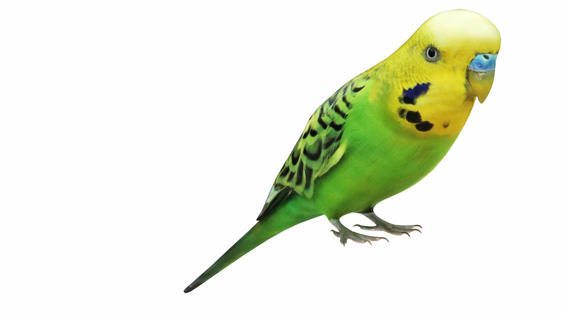 Budgie Green 3D model https://p.turbosquid.com/ts-thumb/KF/SADxX8/KC/budgie6/jpg/1735463192/1920x1080/fit_q87/5b759a5c1c46b582ce177263f19b0ac2ca63f50b/budgie6.jpg