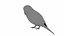 Budgie Green
