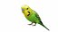 Budgie Green