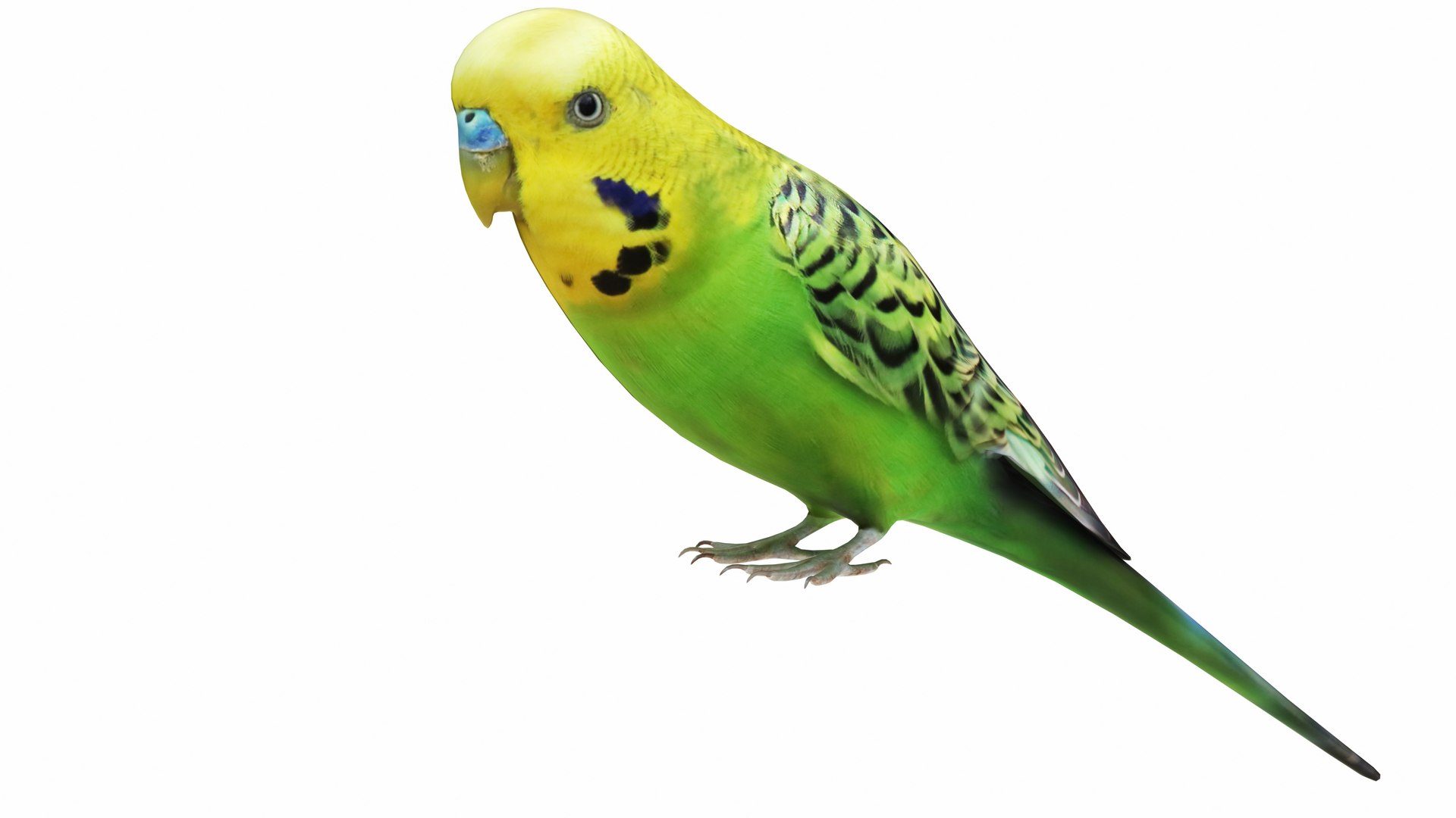 Budgie Green 3D model https://p.turbosquid.com/ts-thumb/KF/SADxX8/vv/budgie2/jpg/1735463194/1920x1080/fit_q87/f1f4d42f5f038d0c95ffcc0f802475a08c9a7ed4/budgie2.jpg