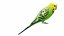 Budgie Green