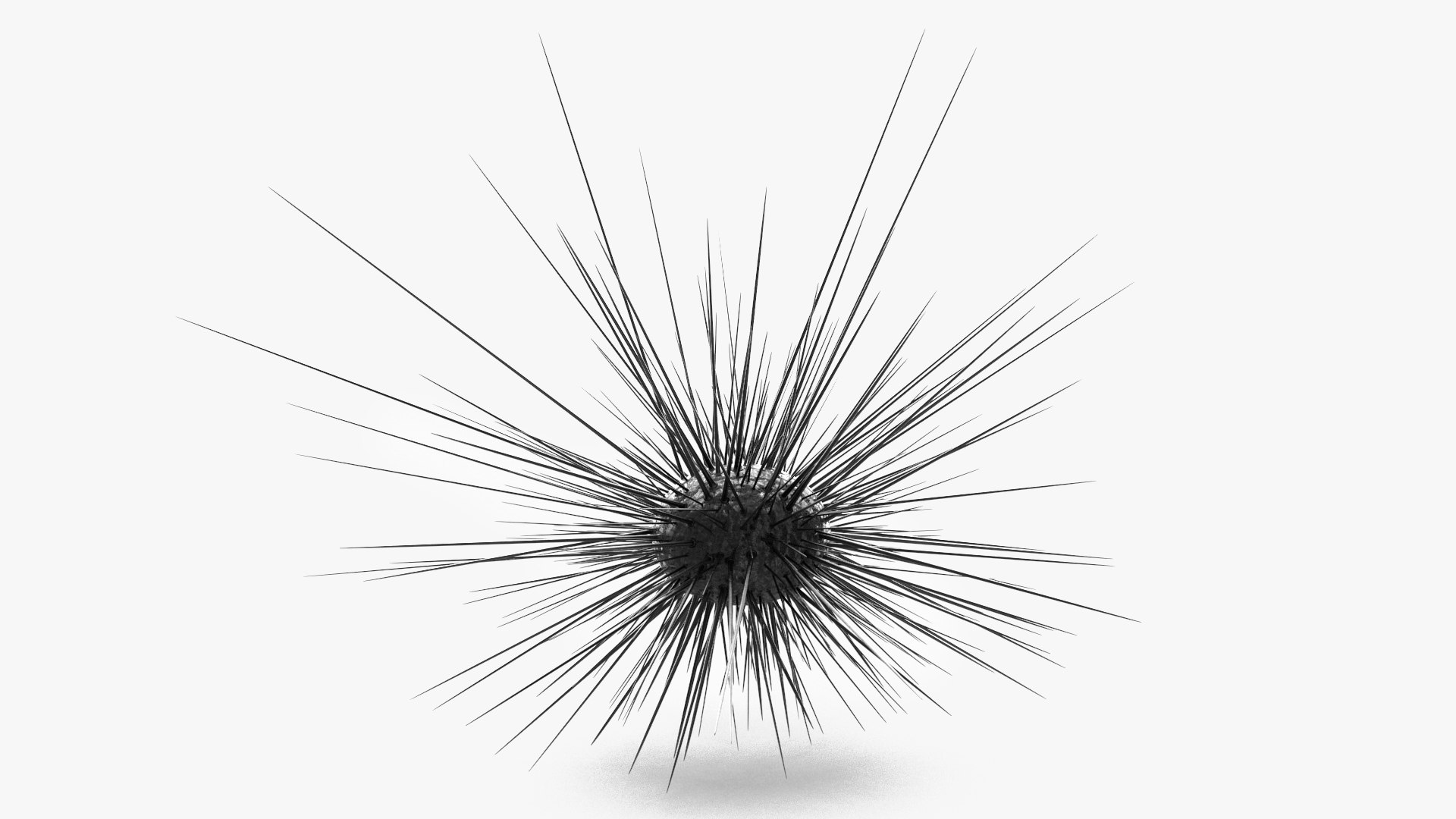Sea Urchin 3D model preview