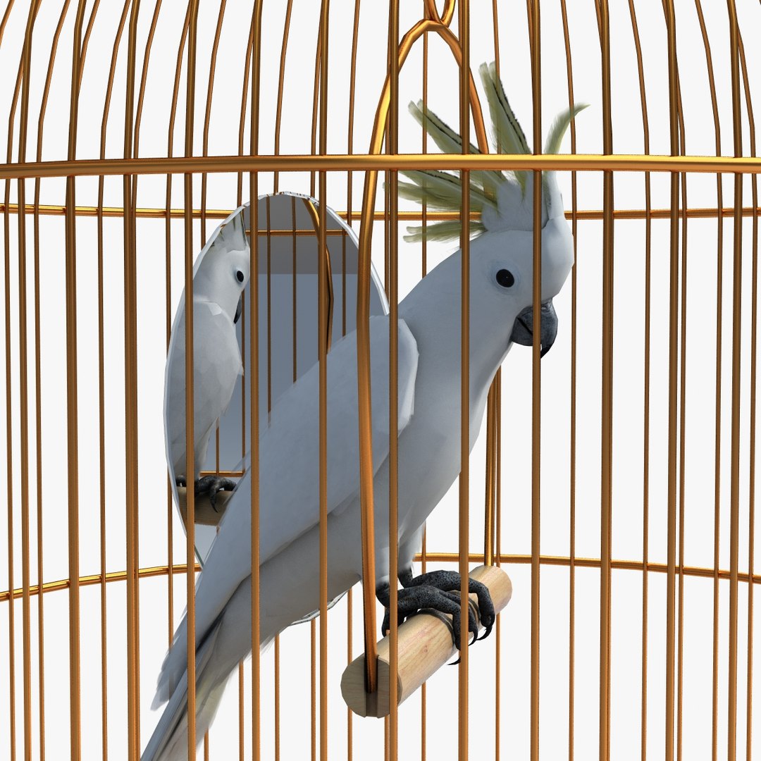 parrot birdcage max