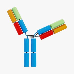 IgG2 AB Antibody Protein Structure