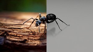 Realistic Insects Pack - Volume 03