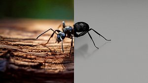 Realistic Insects Pack - Volume 03