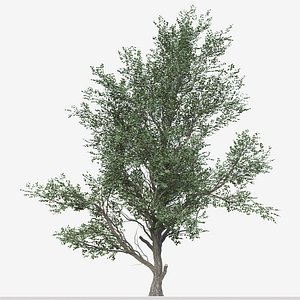 Set of Celtis Koraiensis or Korean hackberry Tree - 2 Trees 3D model