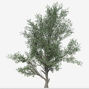 Set of Celtis Koraiensis or Korean hackberry Tree - 2 Trees