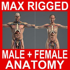 rigged complete male female 3d model