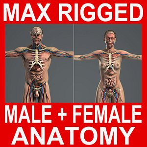 3DS MAX RIGGED Male and Female Anatomy Complete Pack (Textured)