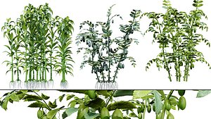 Realistic Middle Eastern Vegetable 3D model