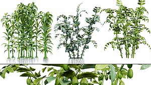 Realistic Middle Eastern Vegetable