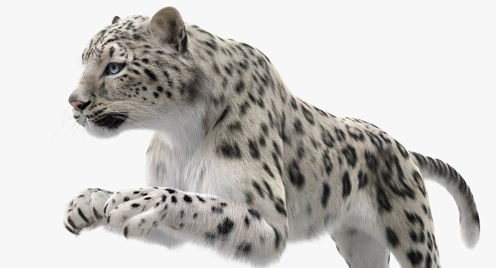 3D Snow Leopard Fur Rigged - TurboSquid 1298679