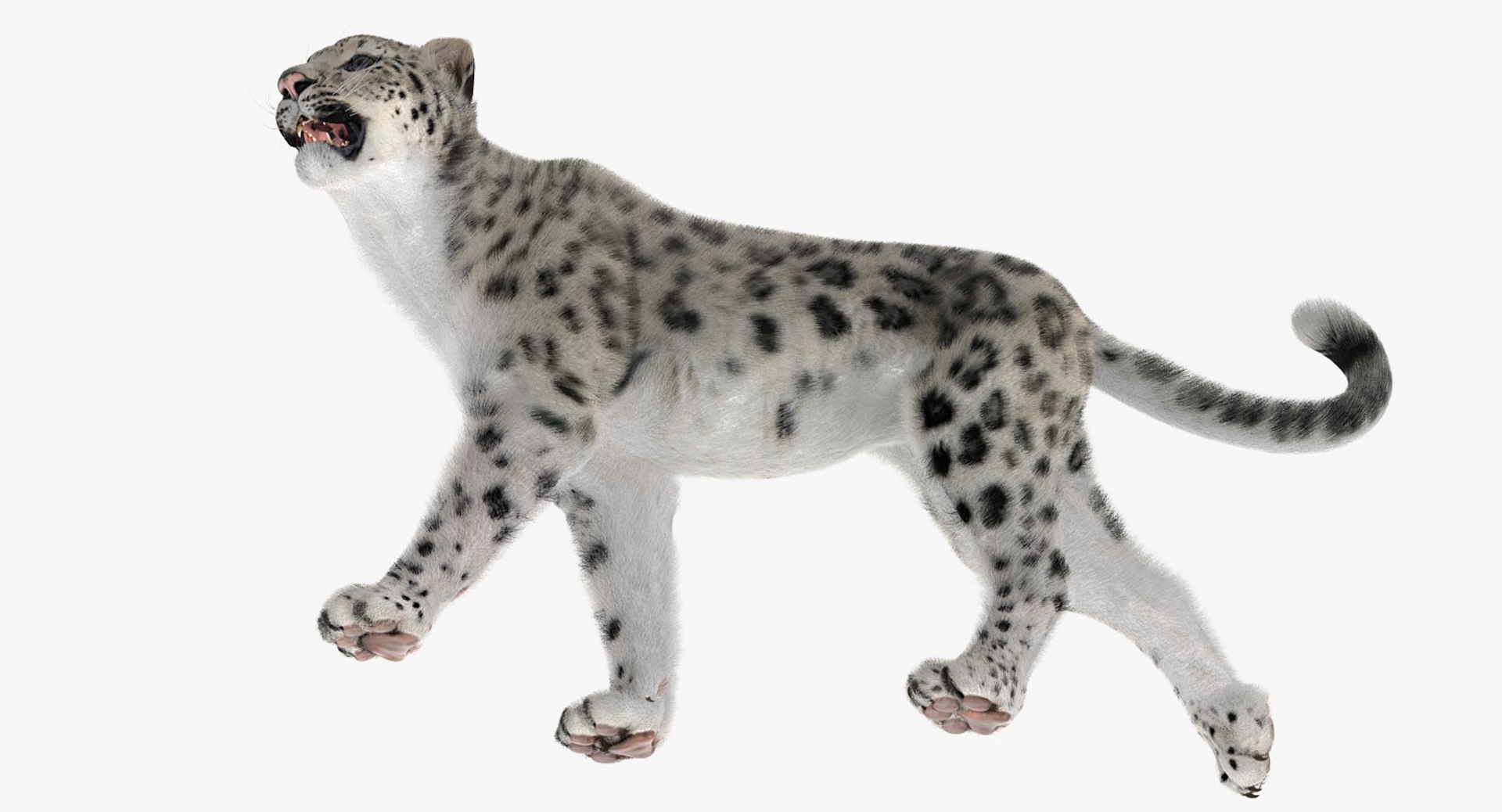 3D Snow Leopard Fur Rigged - TurboSquid 1298679