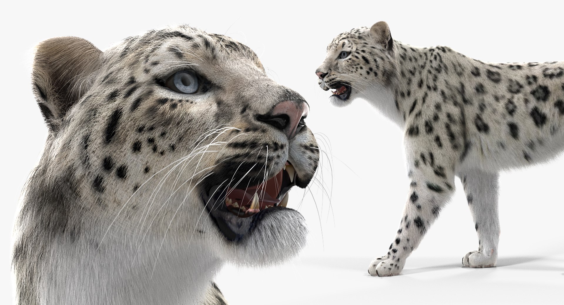 3D Snow Leopard Fur Rigged - TurboSquid 1298679
