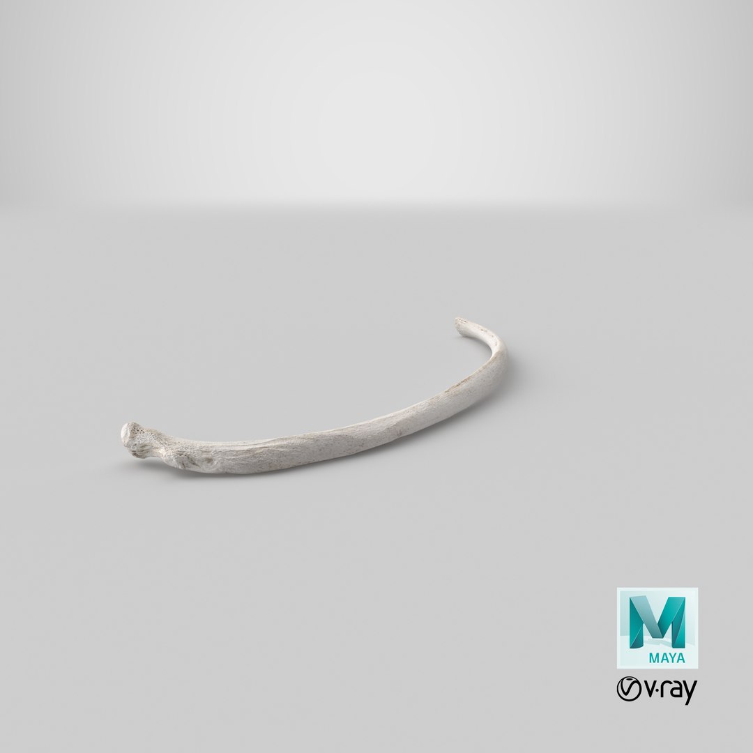 3D Bear Ursus Rib T10 - TurboSquid 2163641