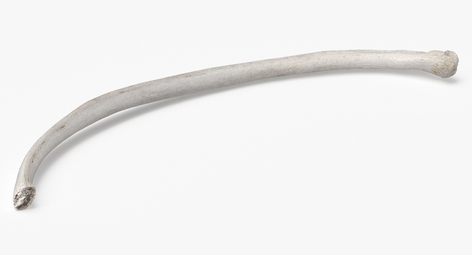 3D Bear Ursus Rib T10 - TurboSquid 2163641