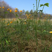 Creeping Buttercup Flower Meadow Patch