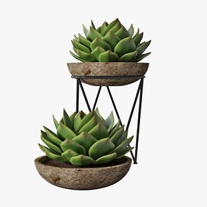 succulent pot plant 3D model