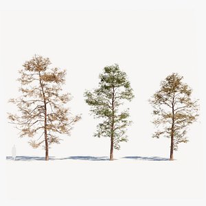 Metasequoia glyptostroboides d