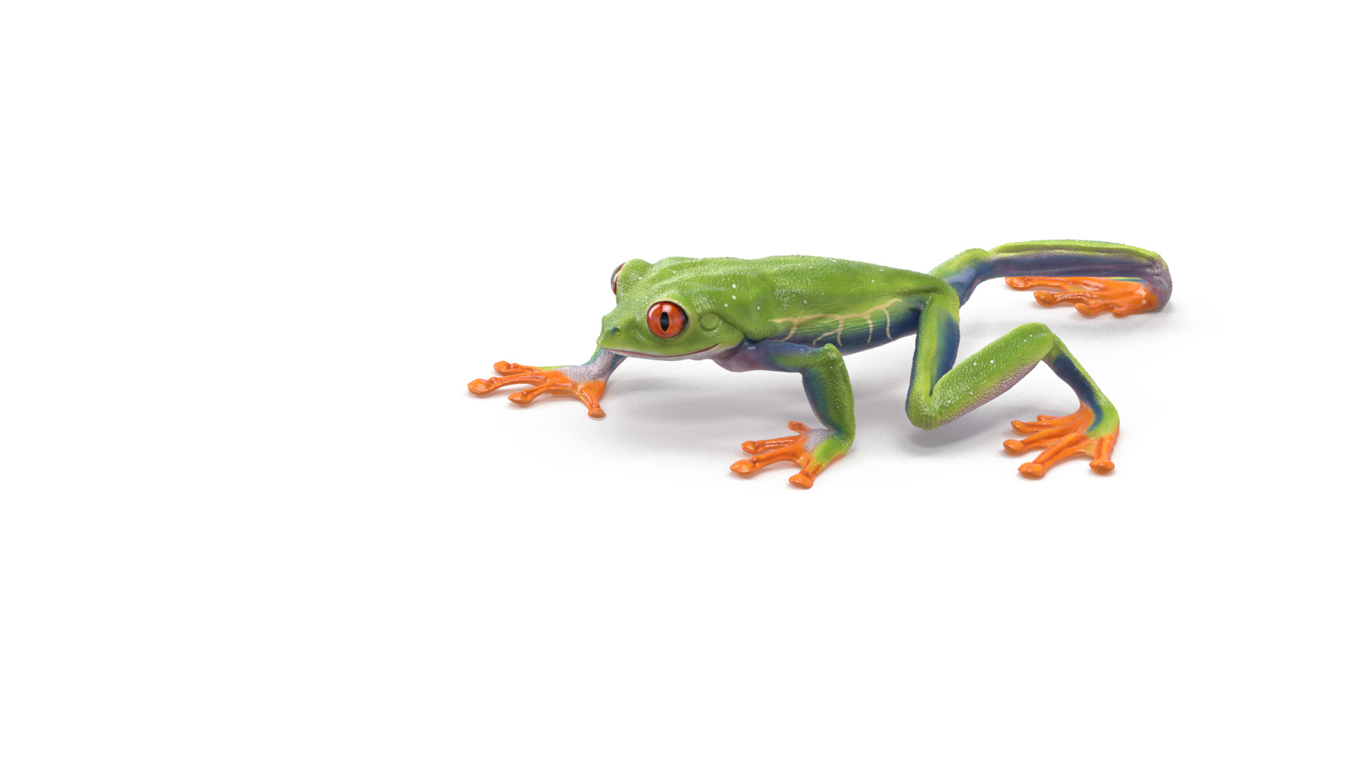 3D Model Red Eyed Tree Frog Animated - TurboSquid 2150295