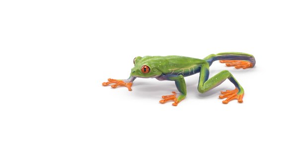 modelo 3d Rana arbórea de ojos rojos animada - TurboSquid 2150295