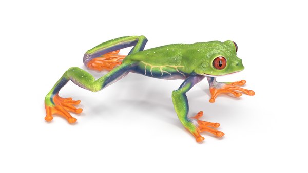 modelo 3d Rana arbórea de ojos rojos animada - TurboSquid 2150295