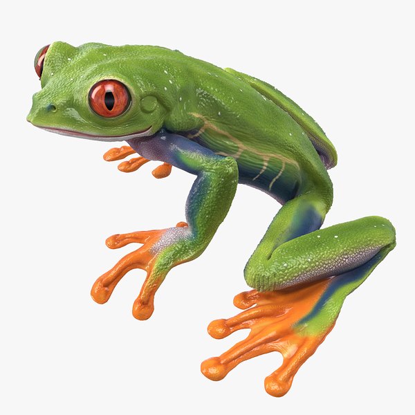 3D model Red Eyed Tree Frog Animated