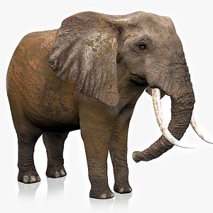african elephant grey brown 3D