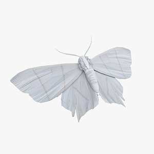 3D model Moth Ourapteryx nivea