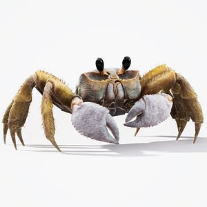 3D model Ghost Crab